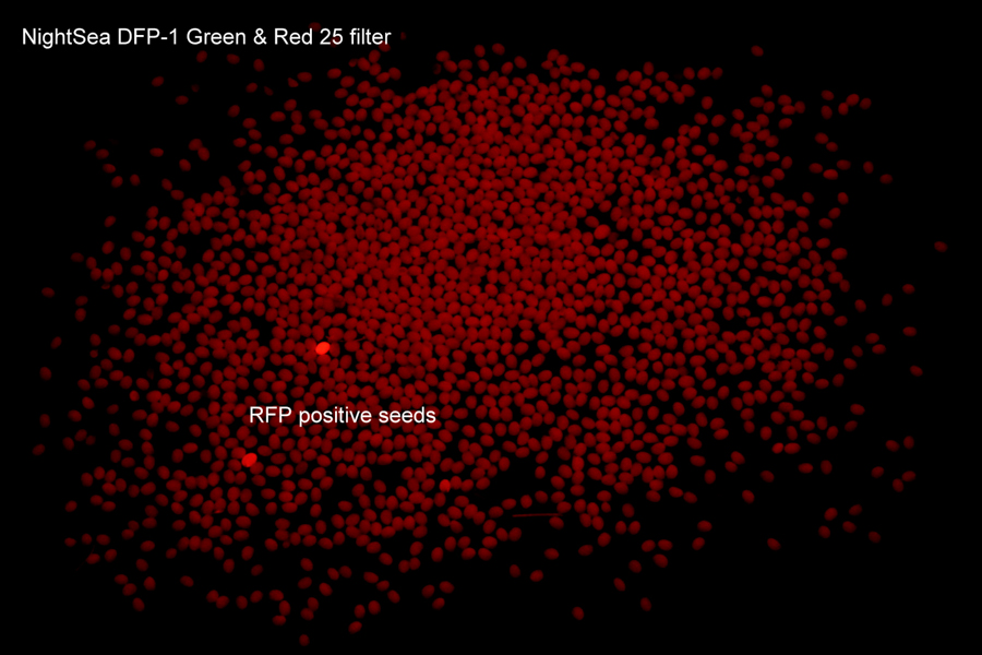 RFP阳性和阴性黄色种子的荧光图像