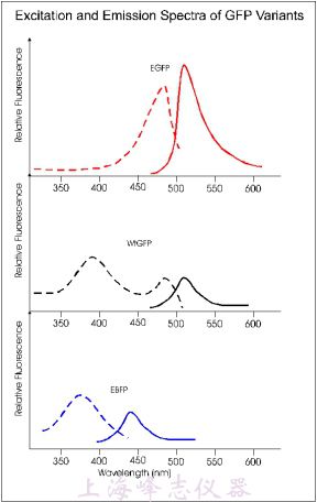 GFP变体的激发波长和发射波长数据