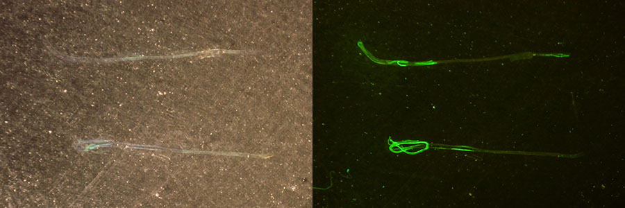 兔腰大肌纤维染色与Alexa Fluor 488 Phalloidin