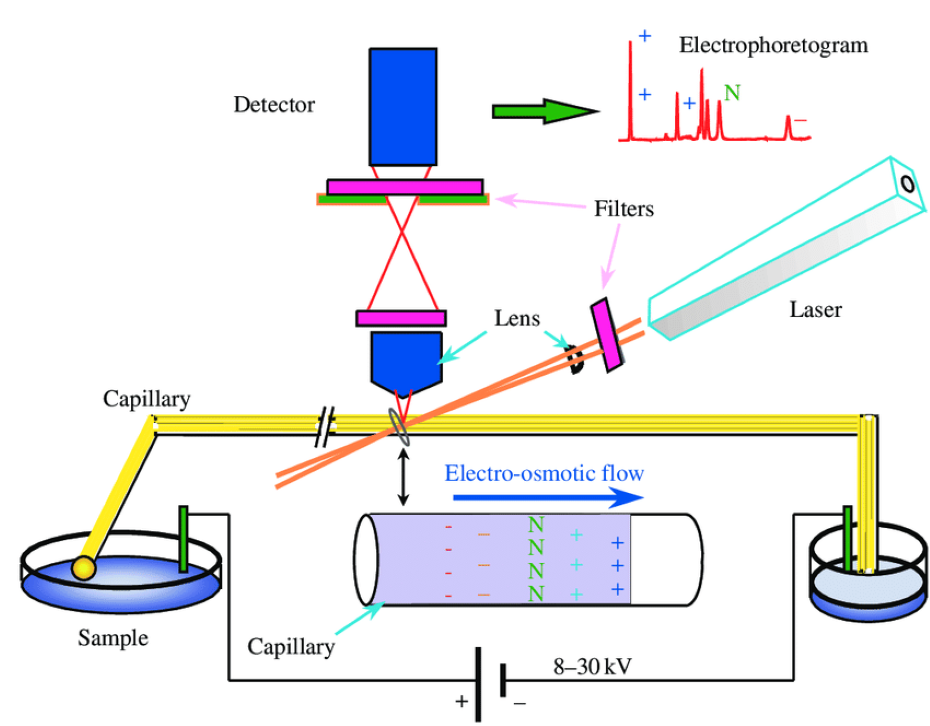 毛细管电泳的原理