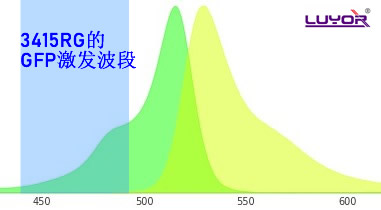 用GFP的激发光激发YFP是什么颜色？