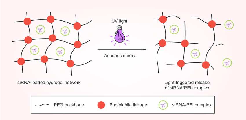 Schematic-showing-UV-triggered-degradation-of-hydrogels-and-the-subsequent-release-of.png