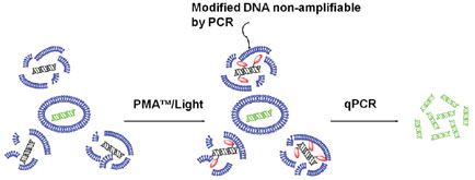 PMA-Lite LED 光解仪