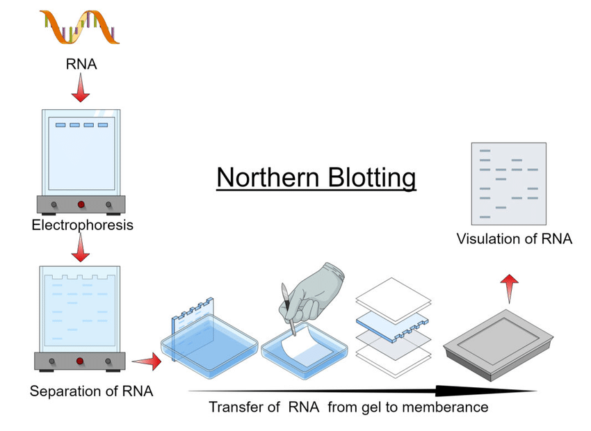 northern blot紫外光交联时间